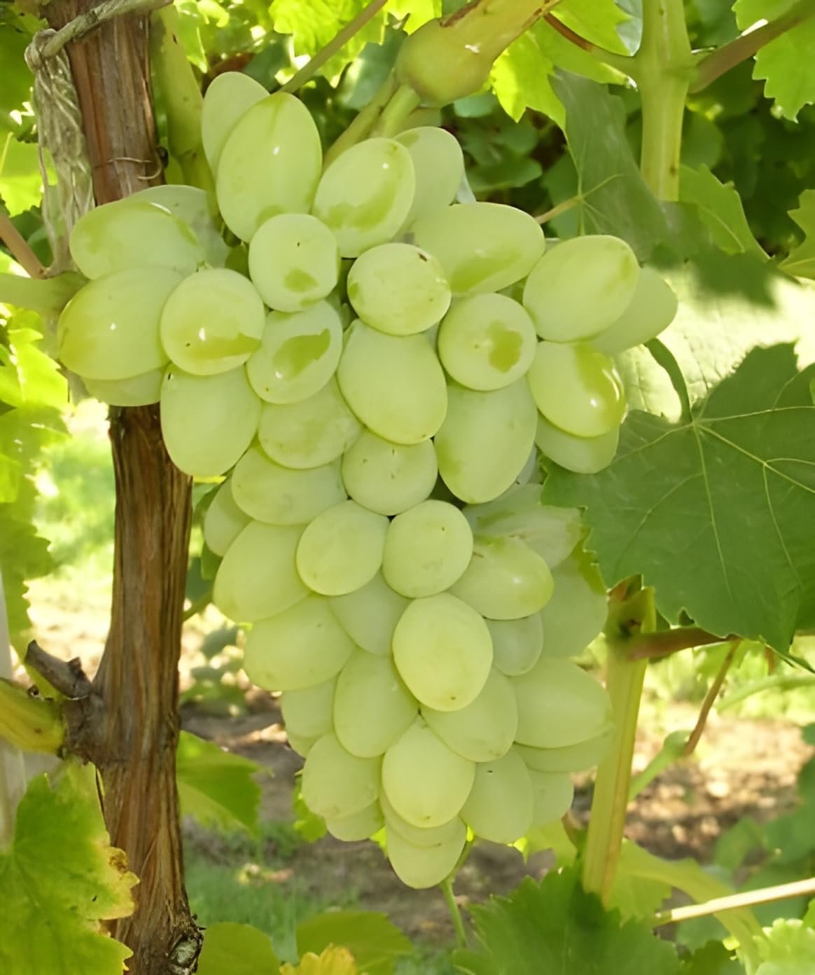 Thompson Seedless Green Grape (થોમ્પસન સીડલેસ લીલી દ્રાક્ષ)